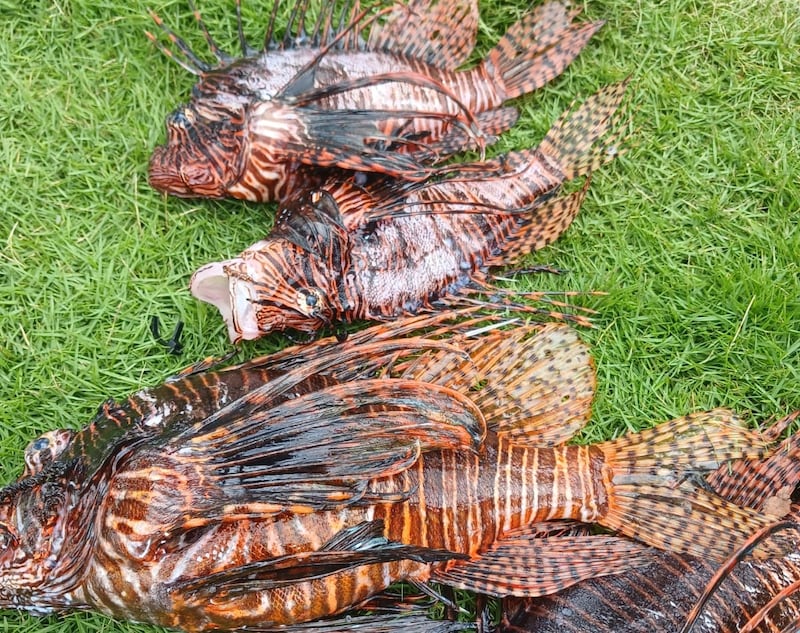 La cacería del pez león en las costas de Colón