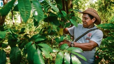 El guáimaro, todo un guardián