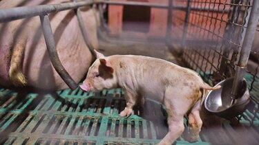 Crece costo de alimento para cerdos