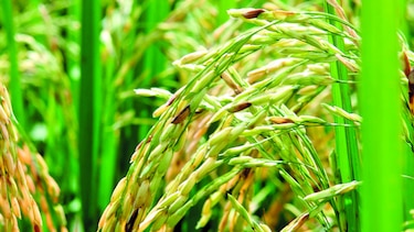 Logran acuerdo en compra de arroz