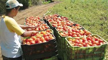 Lluvias afectan cultivo de tomate