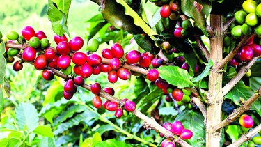 Colombia teme caída de producción de café en 2017