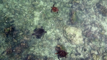 ‘Después de 200 años, volvemos a ver esta especie’: el sorpresivo regreso de las aves perdidas a las Islas Galápagos