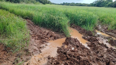 Informe confirma afectaciones en al menos nueve productos agrícolas debido a las lluvias
