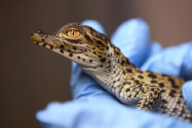 El 19% de los reptiles del mundo, amenazados de extinción