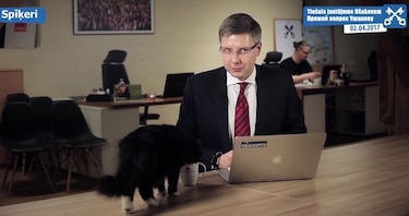 Video: El gato de un alcalde en Letonia interrumpe encuentro televisado con electores para tomar café