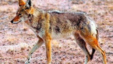 Muro de Trump afectará a especies