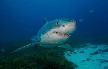 Estudiarán las rutas migratorias de tiburones en el Pacífico Tropical Oriental