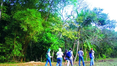 Llegan los puentes que también son jardines