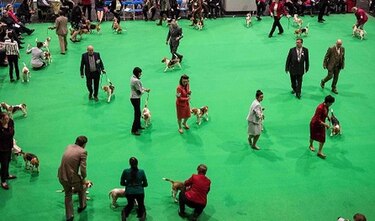 El perro, un gran amigo para la emancipación de los discapacitados