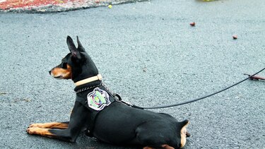 Entrenados para la seguridad pública