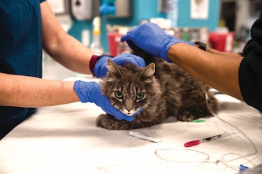 Dos gatos de Nueva York, primeras mascotas con coronavirus en Estados Unidos