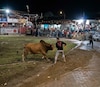 Hombre embestido por un toro en el Festival de la Mejorana se mantiene hospitalizado