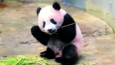 Presentan a popular panda bebé en Japón