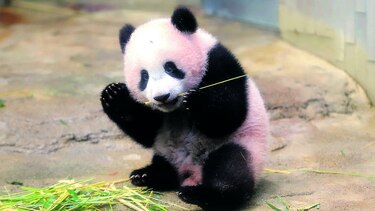 Presentan a popular panda bebé en Japón