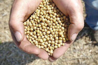 Soja cae a su menor precio en 2 meses