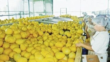 Lluvias ponen en peligro la cosecha de cucurbitáceas