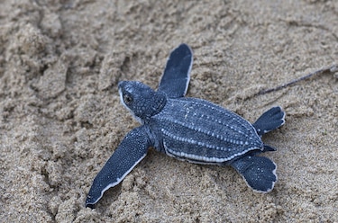 Playas convertidas en aulas para aprender a proteger a la tortuga tinglar