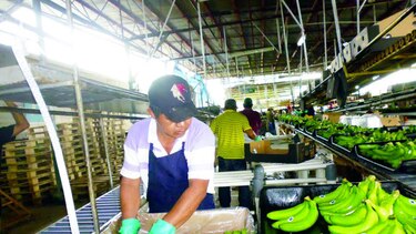 Sindicato, atento a despidos en bananera