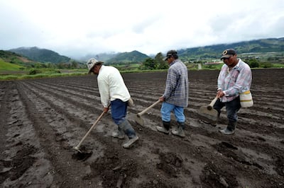 Fenómeno de El Niño podría afectar negativamente el empleo en Latinoamérica, advierte OIT