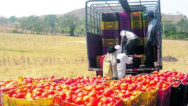 Mejoran rendimientos de tomate industrial
