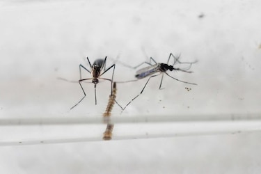 Canadá reporta casos de zika