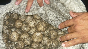 En lo que va del año han decomisado 21 mil 490 huevos de tortugas marinas en Los Santos
