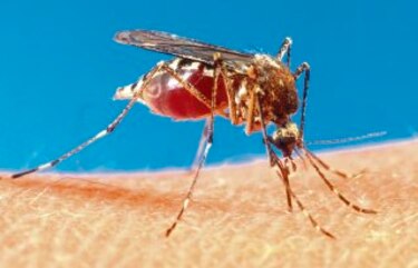 Avanza vacuna contra el dengue