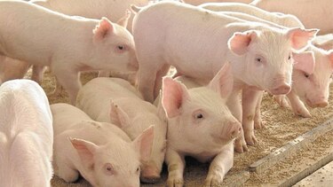 Productores exigen protección