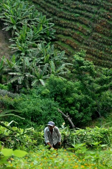 Agroecología, otra forma de pensar en verde