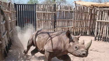Mueren rinocerontes negros en Zakouma