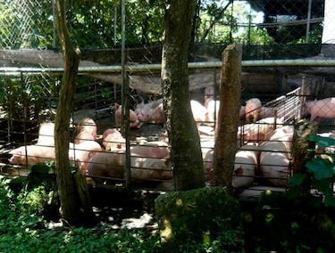 Porquerizas continúan imcumpliendo normas ambientales