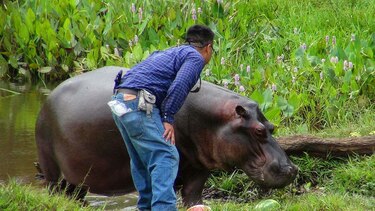Capturan a un hipopótamo que andaba suelto en México
