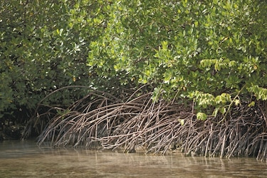 Impulsan plan para conservar biodiversidad de la bahía de Parita