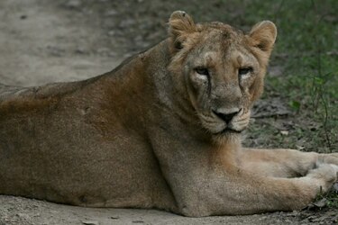 El lento renacer de los leones asiáticos en India