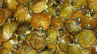 Repoblarán la Amazonía con crías de tortuga