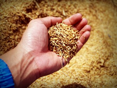 Fomentan desarrollo de la juventud rural de Mesoamérica