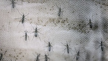 CDC: Puerto Rico está bajo crisis por la epidemia del zika