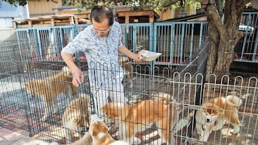 El akita, el can que conquista los corazones