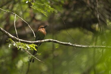 República Dominicana prohíbe cacería de aves durante dos años