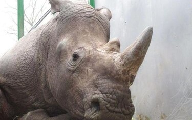Zoológico decide acortar los cuernos de sus rinocerontes para evitar que se los roben: Bélgica