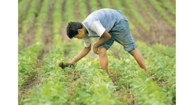 Brasil podría convertirse en el mayor productor de soja