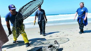 Muchas crías de leones marinos llegan a las playas