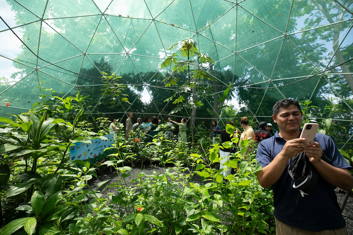 Smithsonian en Panamá inaugura el LepiDomo