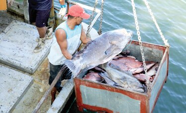 Proponen cambios a nueva ley de pesca