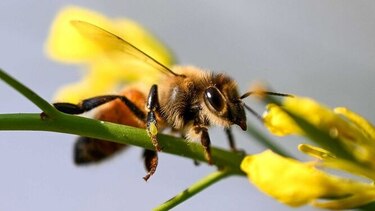 FAO insta a defender las abejas, ‘aliadas claves’ para la lucha contra el hambre
