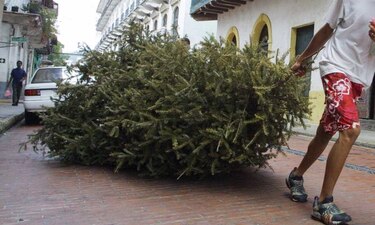 Autoridad de Aseo abrirá dos centros para recibir los arbolitos de Navidad