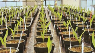 DowDuPont atrae nuevos inversores en EU