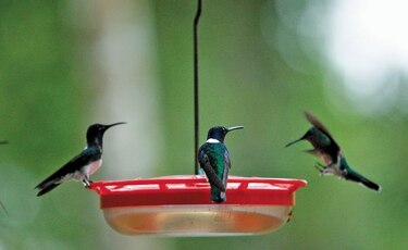 Colibrí, sagaz volador en miniatura
