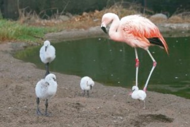 Fauna y generación